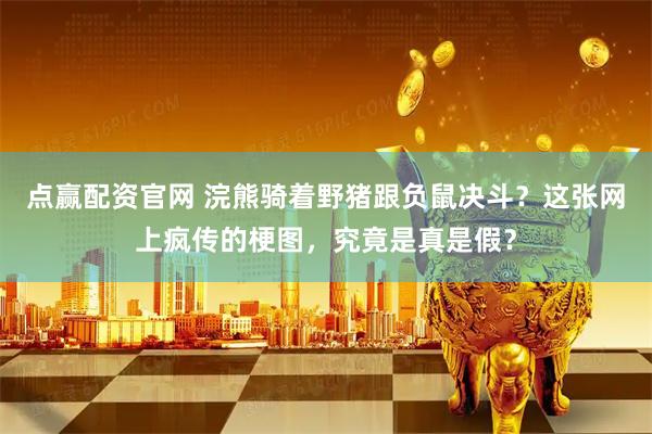 点赢配资官网 浣熊骑着野猪跟负鼠决斗？这张网上疯传的梗图，究竟是真是假？
